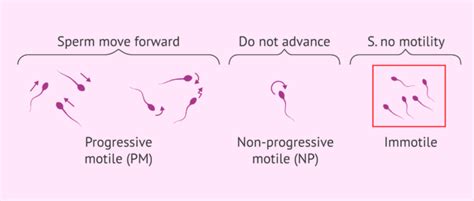 Normal sperm motility values .